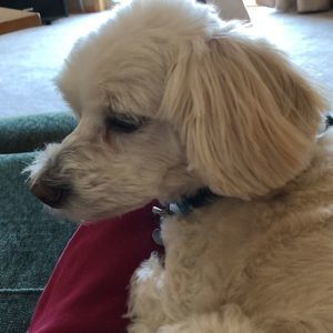 Meet your Posher, Frances